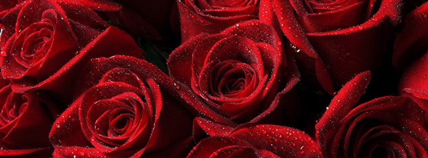 Red Roses Wallpaper for Social Media Facebook Cover