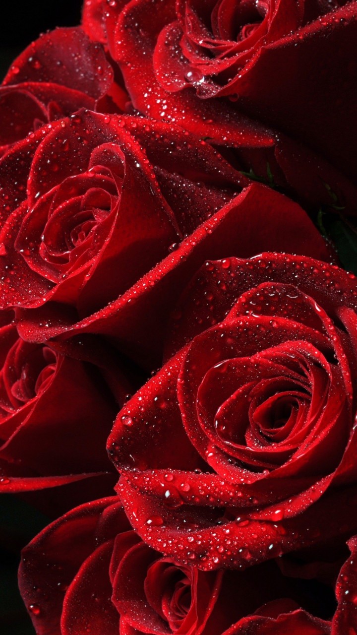 Red Roses Wallpaper for SAMSUNG Galaxy Note 2