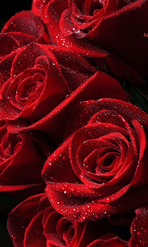 Red Roses Wallpaper for HTC Desire HD
