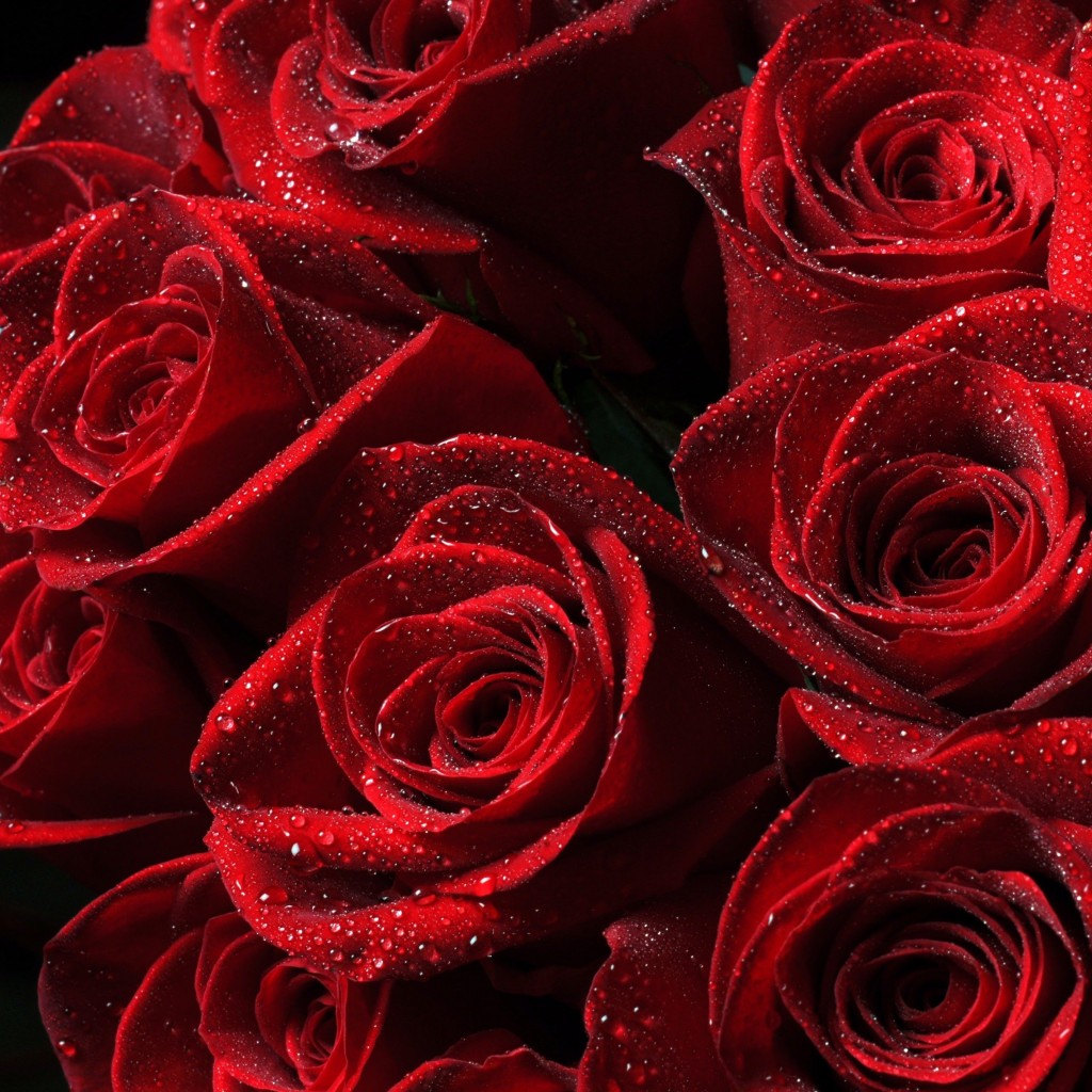Red Roses Wallpaper for Apple iPad 2