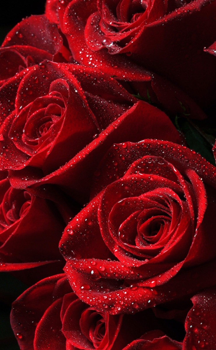 Red Roses Wallpaper for Apple iPhone 4 / 4s