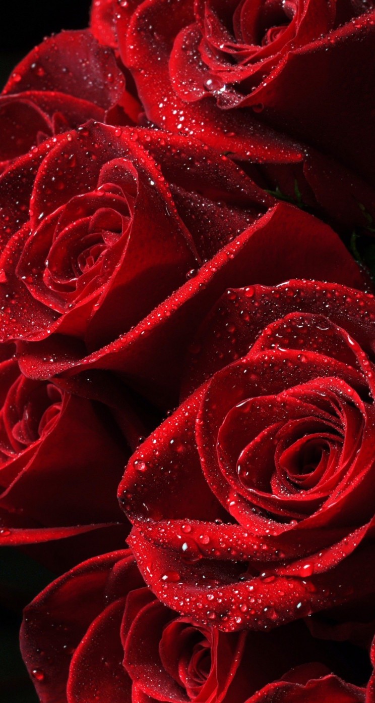Red Roses Wallpaper for Apple iPhone 5 / 5s