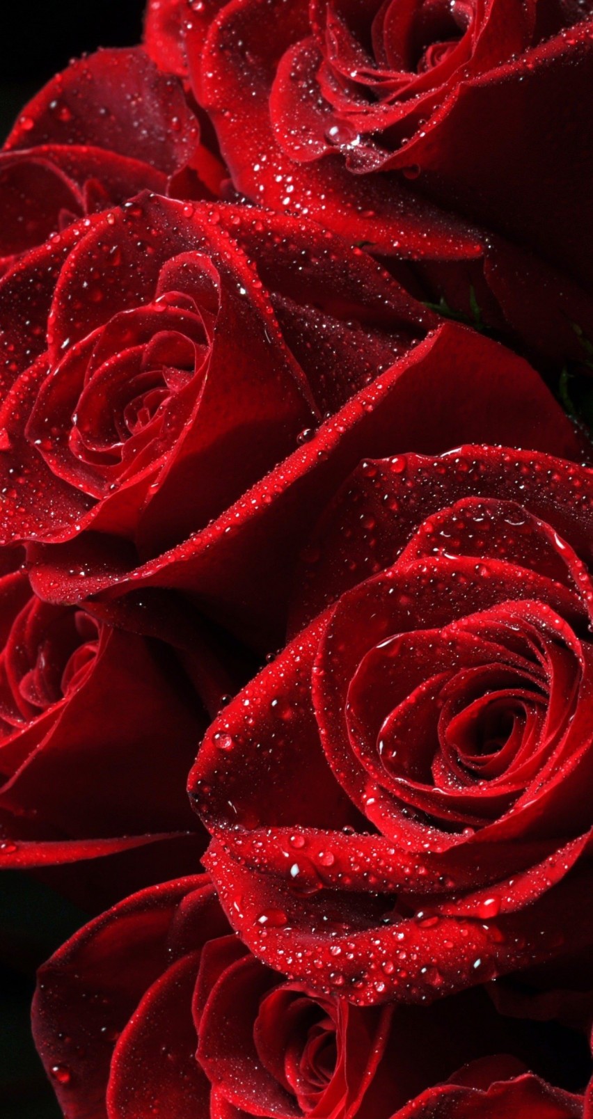 Red Roses Wallpaper for Apple iPhone 6 / 6s