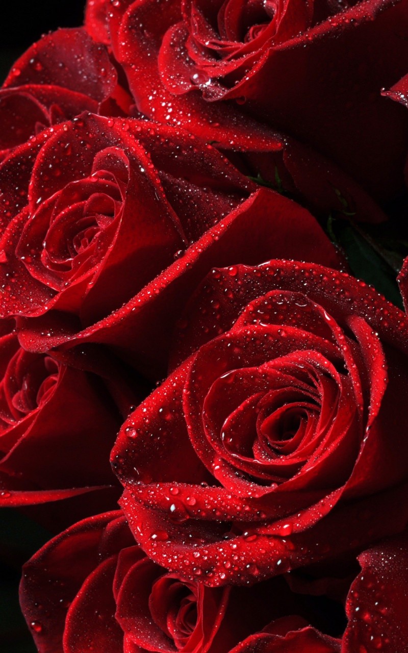 Red Roses Wallpaper for Amazon Kindle Fire HD