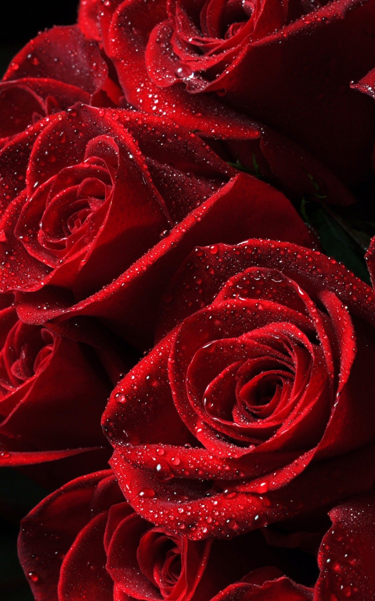 Red Roses Wallpaper for Amazon Kindle Fire HDX