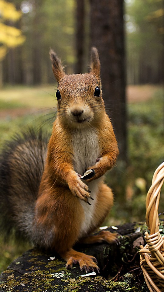 Red Squirrel Wallpaper for SAMSUNG Galaxy S4 Mini