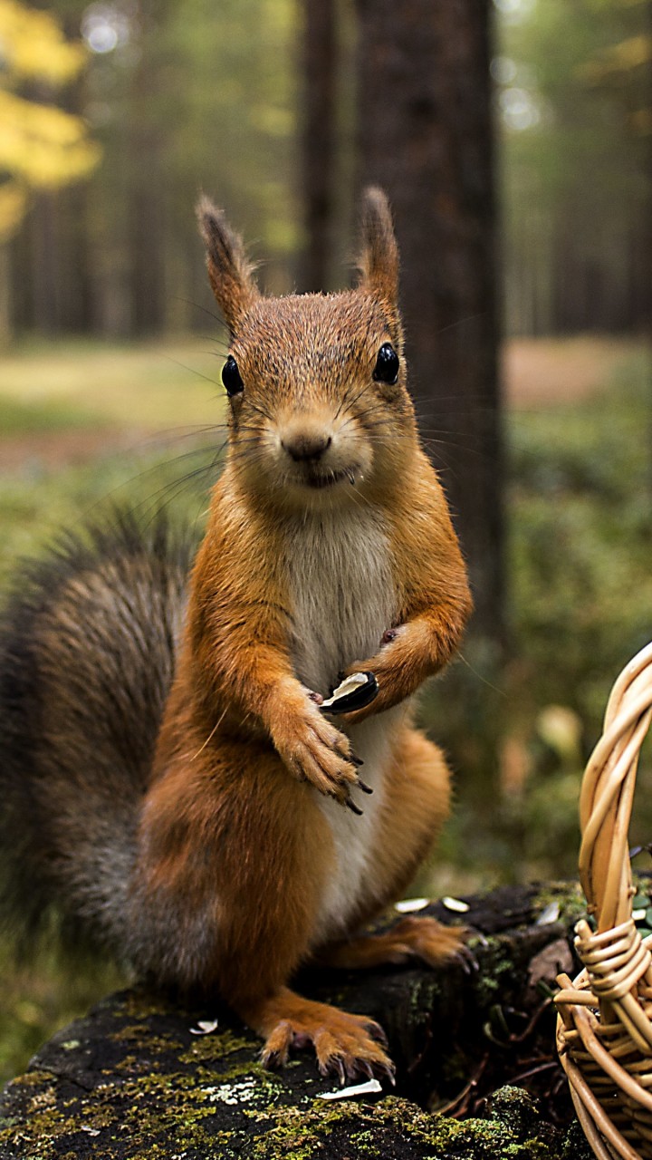 Red Squirrel Wallpaper for SAMSUNG Galaxy S5 Mini