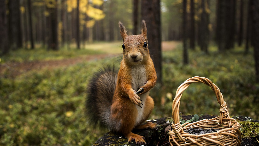 Red Squirrel Wallpaper for Social Media Google Plus Cover
