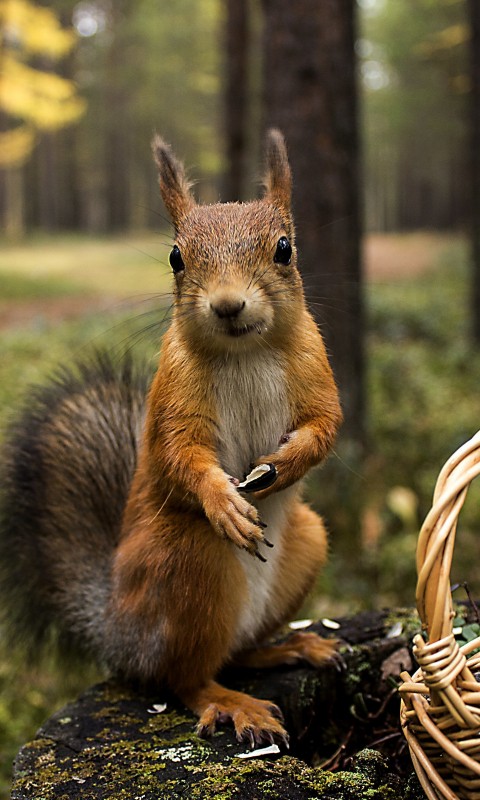 Red Squirrel Wallpaper for HTC Desire HD