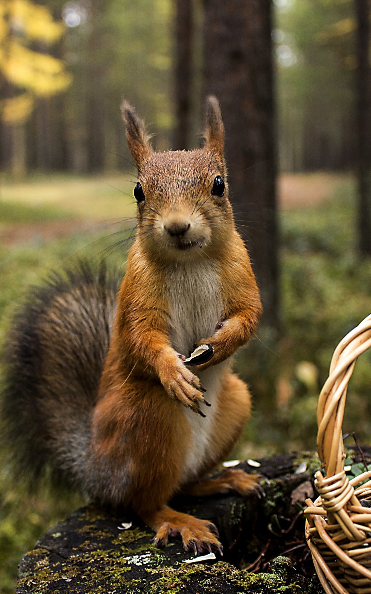 Red Squirrel Wallpaper for Amazon Kindle Fire HDX