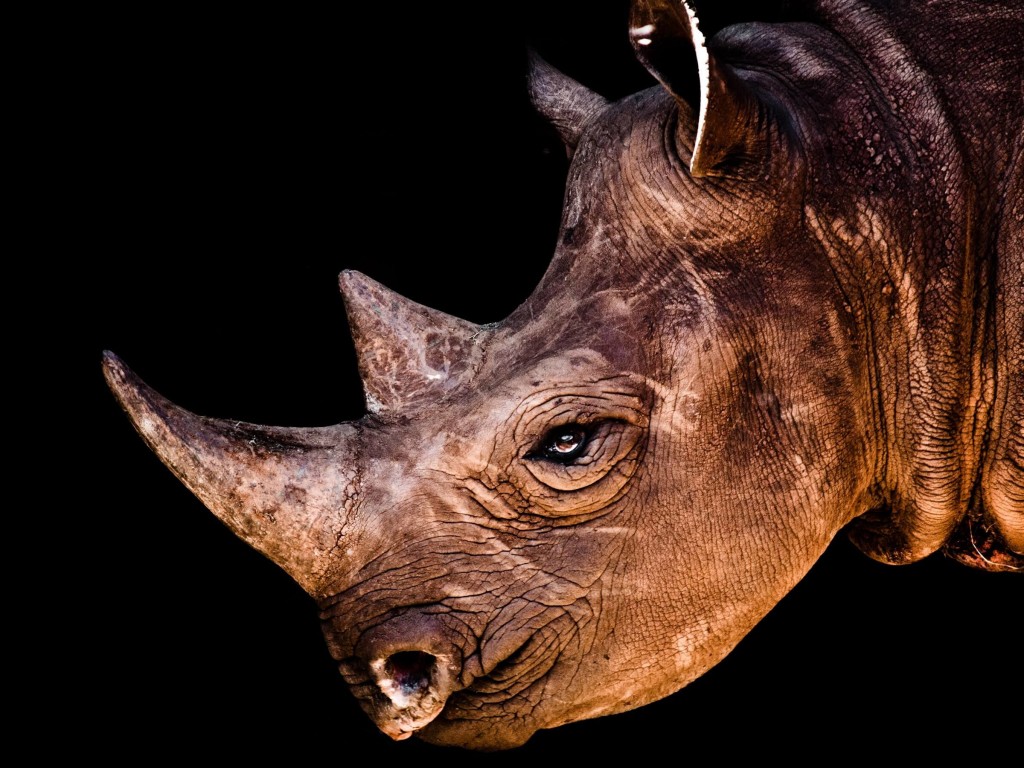 Rhinoceros Portrait Wallpaper for Desktop 1024x768