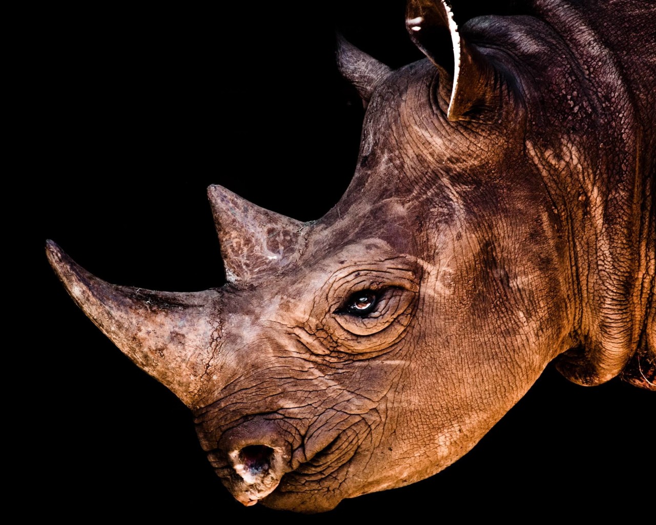 Rhinoceros Portrait Wallpaper for Desktop 1280x1024