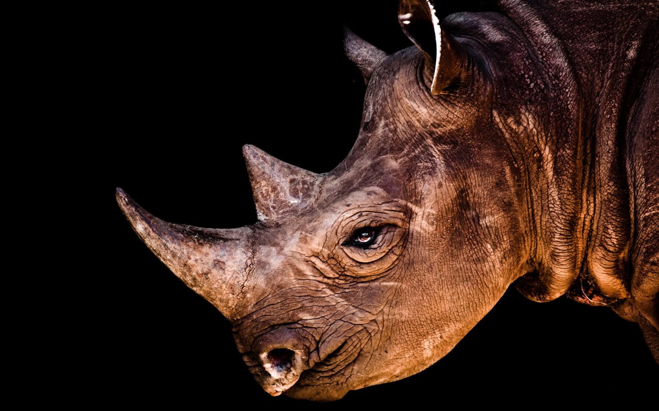 Rhinoceros Portrait Wallpaper for Desktop 1280x800