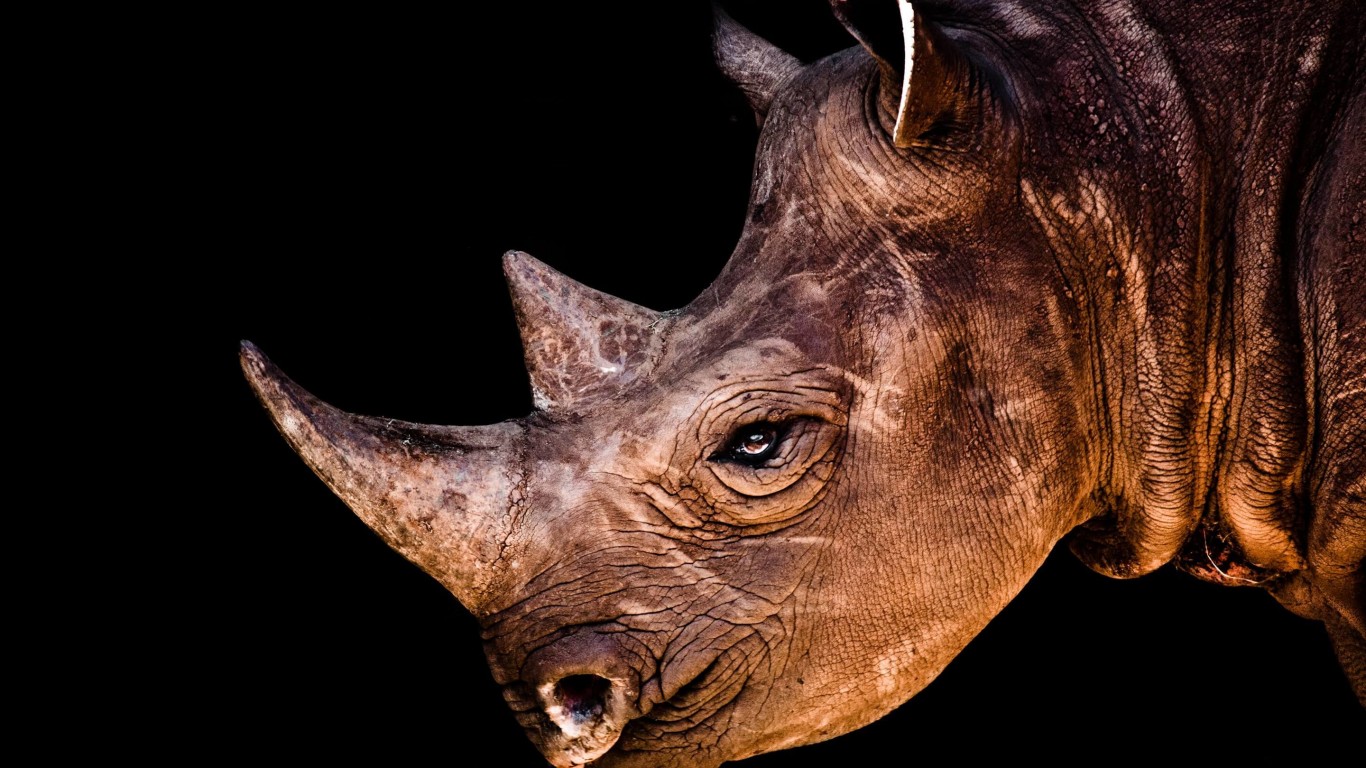 Rhinoceros Portrait Wallpaper for Desktop 1366x768