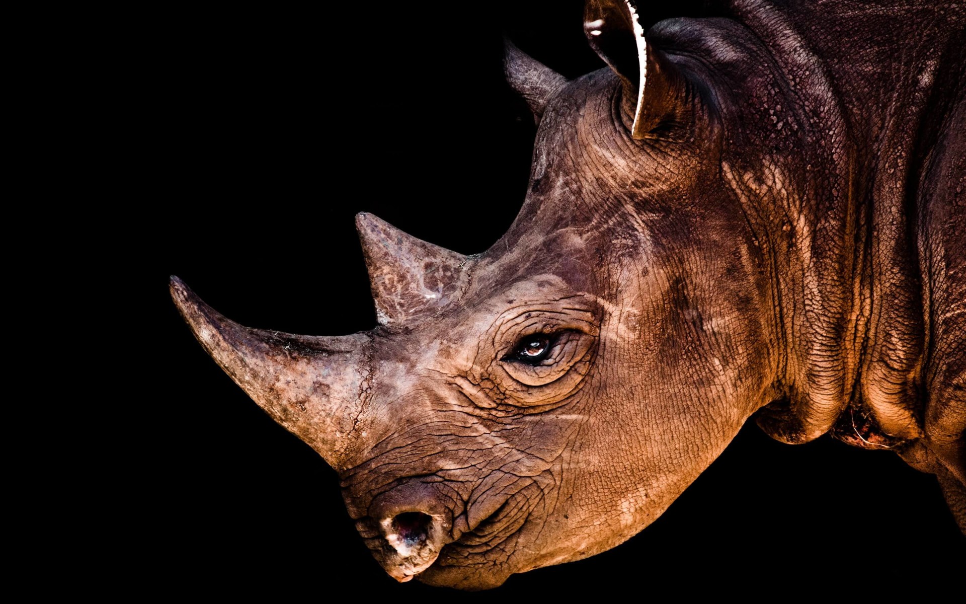 Rhinoceros Portrait Wallpaper for Desktop 1920x1200