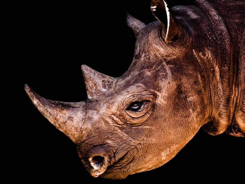 Rhinoceros Portrait Wallpaper for Desktop 800x600