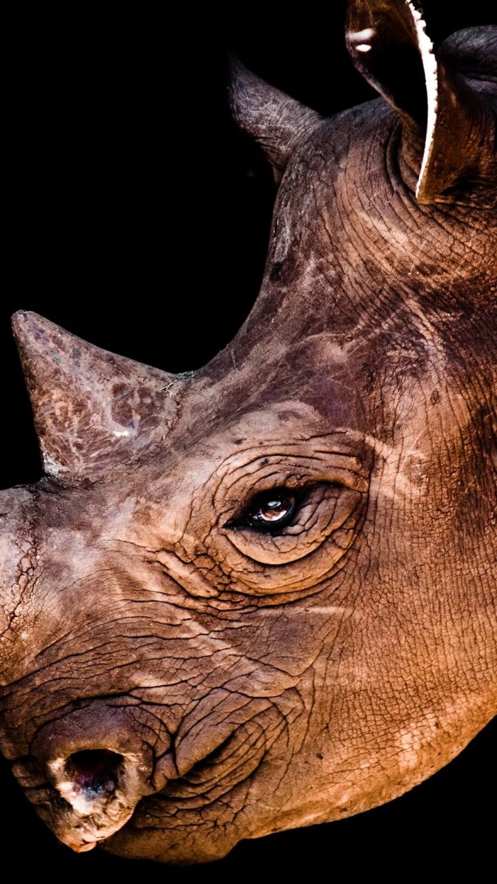 Rhinoceros Portrait Wallpaper for Motorola Droid Razr HD