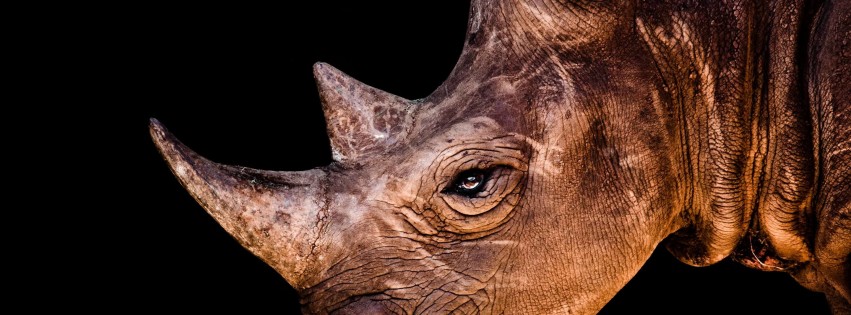 Rhinoceros Portrait Wallpaper for Social Media Facebook Cover