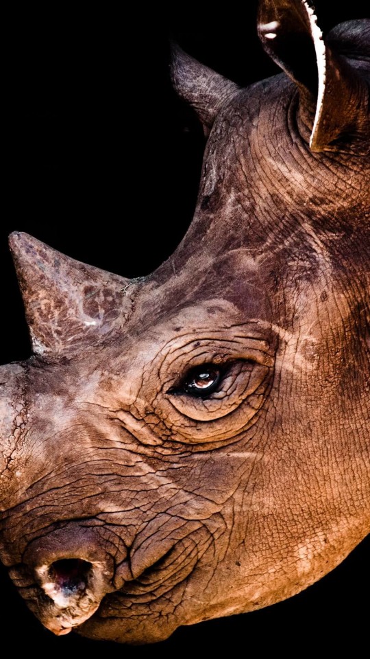 Rhinoceros Portrait Wallpaper for SAMSUNG Galaxy S4 Mini