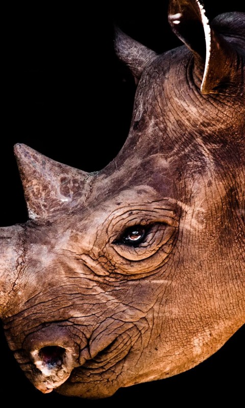 Rhinoceros Portrait Wallpaper for HTC Desire HD