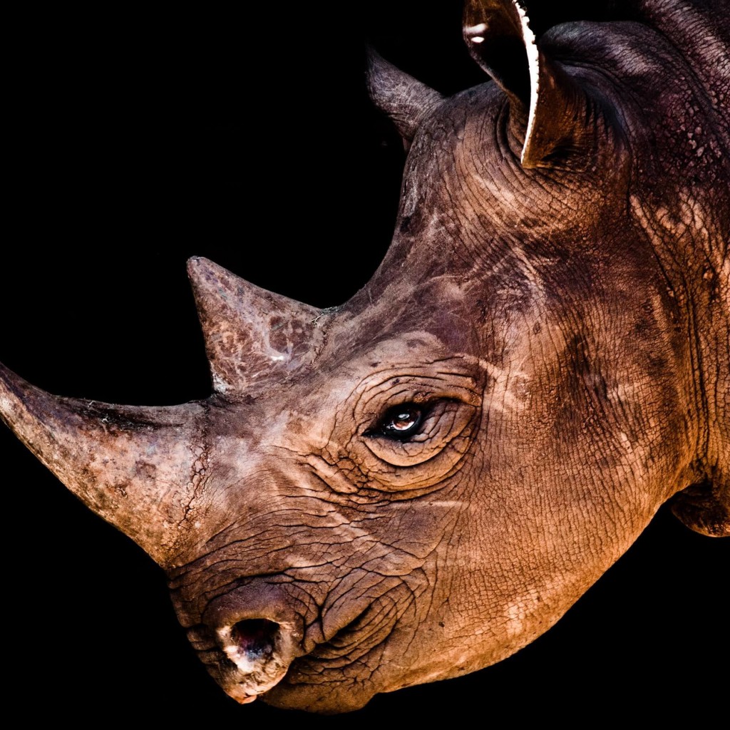 Rhinoceros Portrait Wallpaper for Apple iPad
