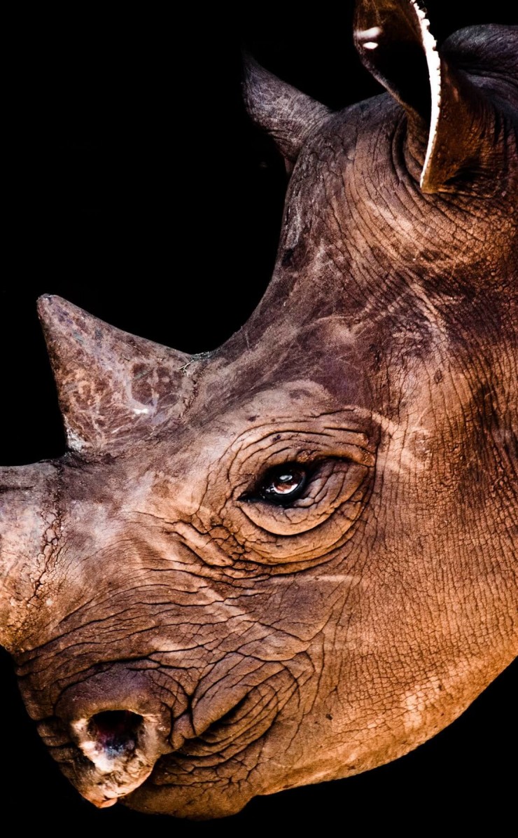 Rhinoceros Portrait Wallpaper for Apple iPhone 4 / 4s
