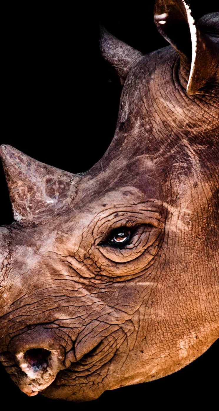 Rhinoceros Portrait Wallpaper for Apple iPhone 5 / 5s