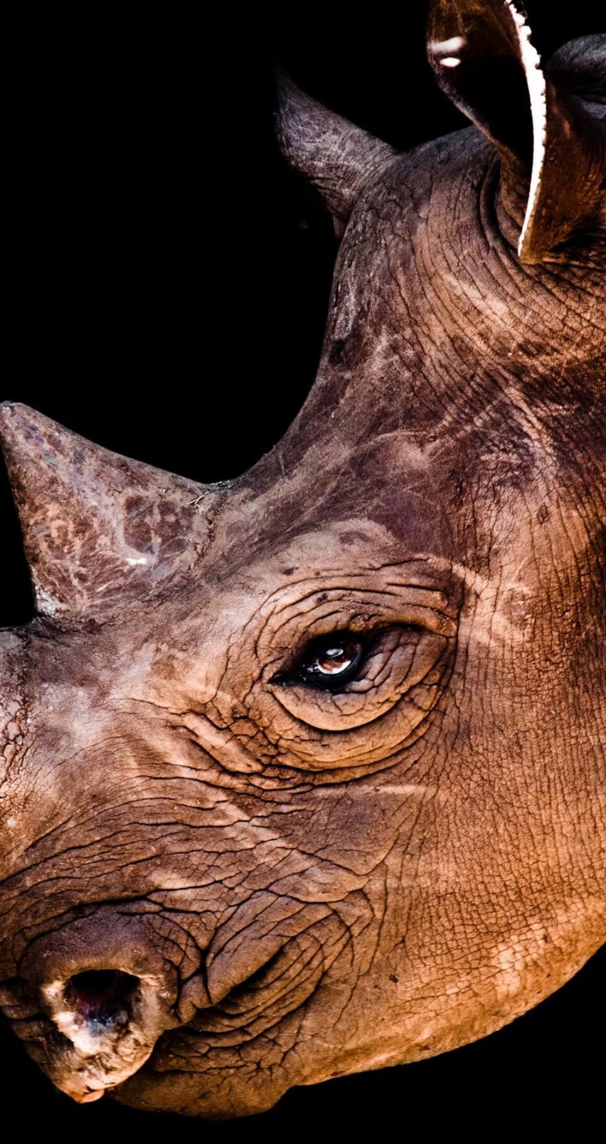 Rhinoceros Portrait Wallpaper for Apple iPhone 6 / 6s