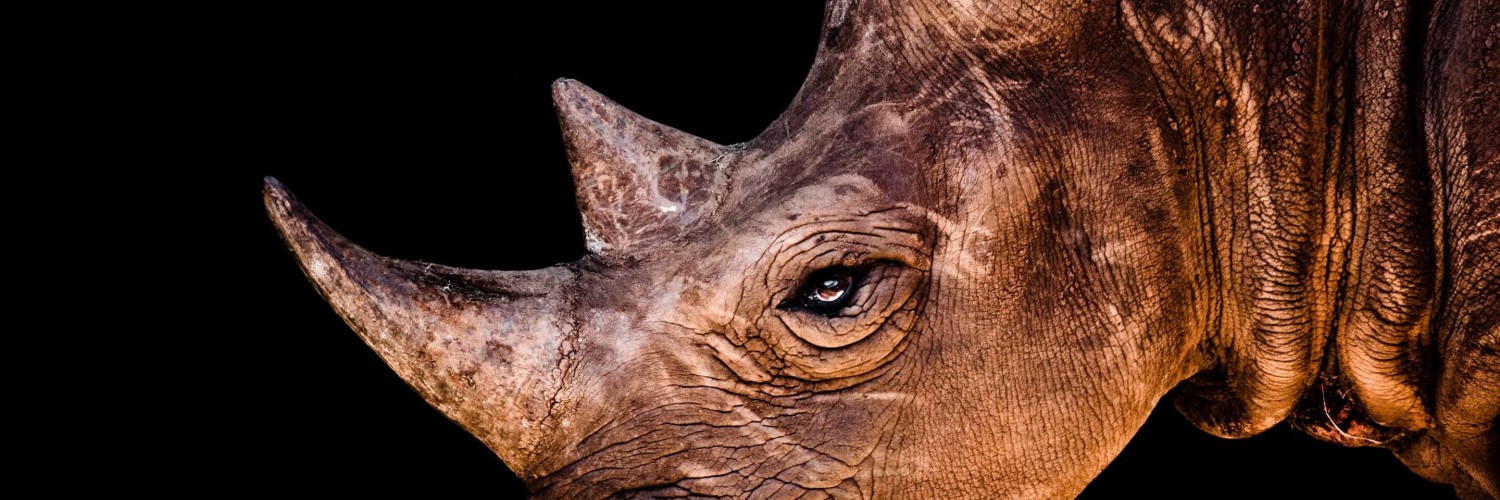 Rhinoceros Portrait Wallpaper for Social Media Twitter Header