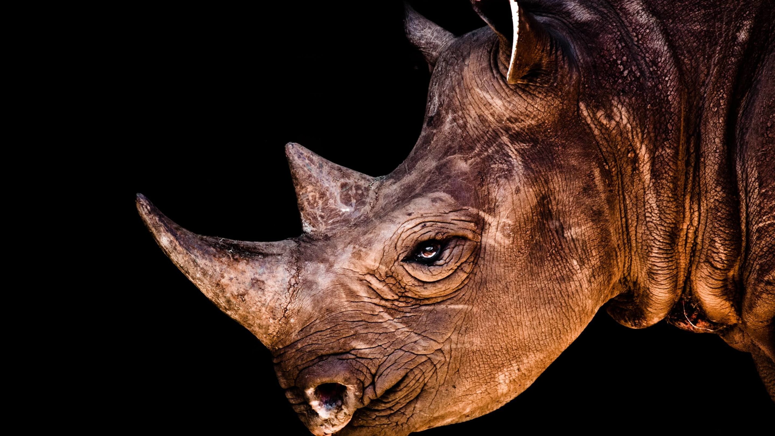Rhinoceros Portrait Wallpaper for Social Media YouTube Channel Art