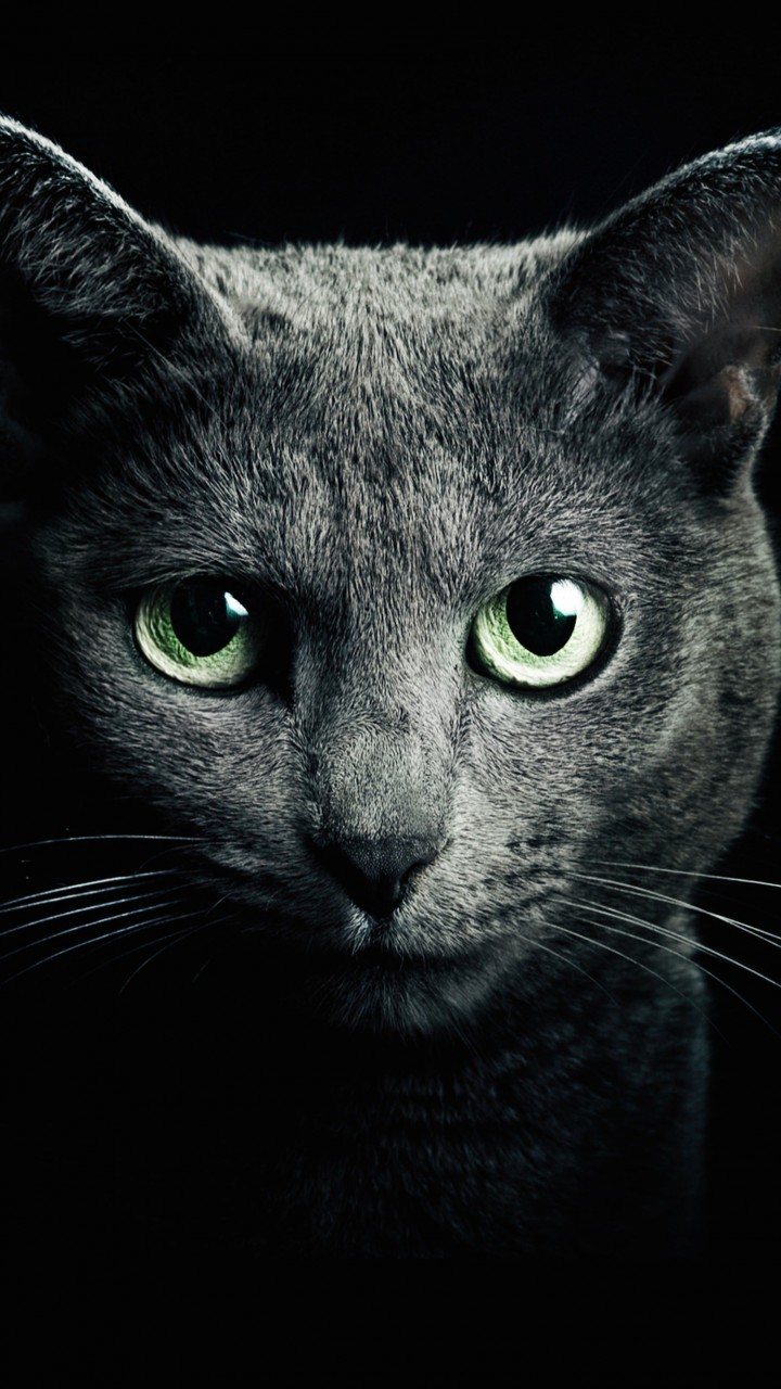 Russian Blue Cat Wallpaper for HTC One X
