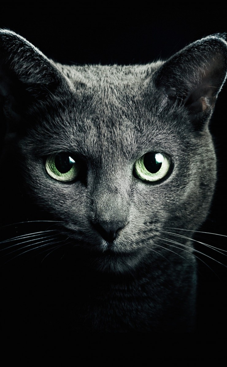 Russian Blue Cat Wallpaper for Apple iPhone 4 / 4s