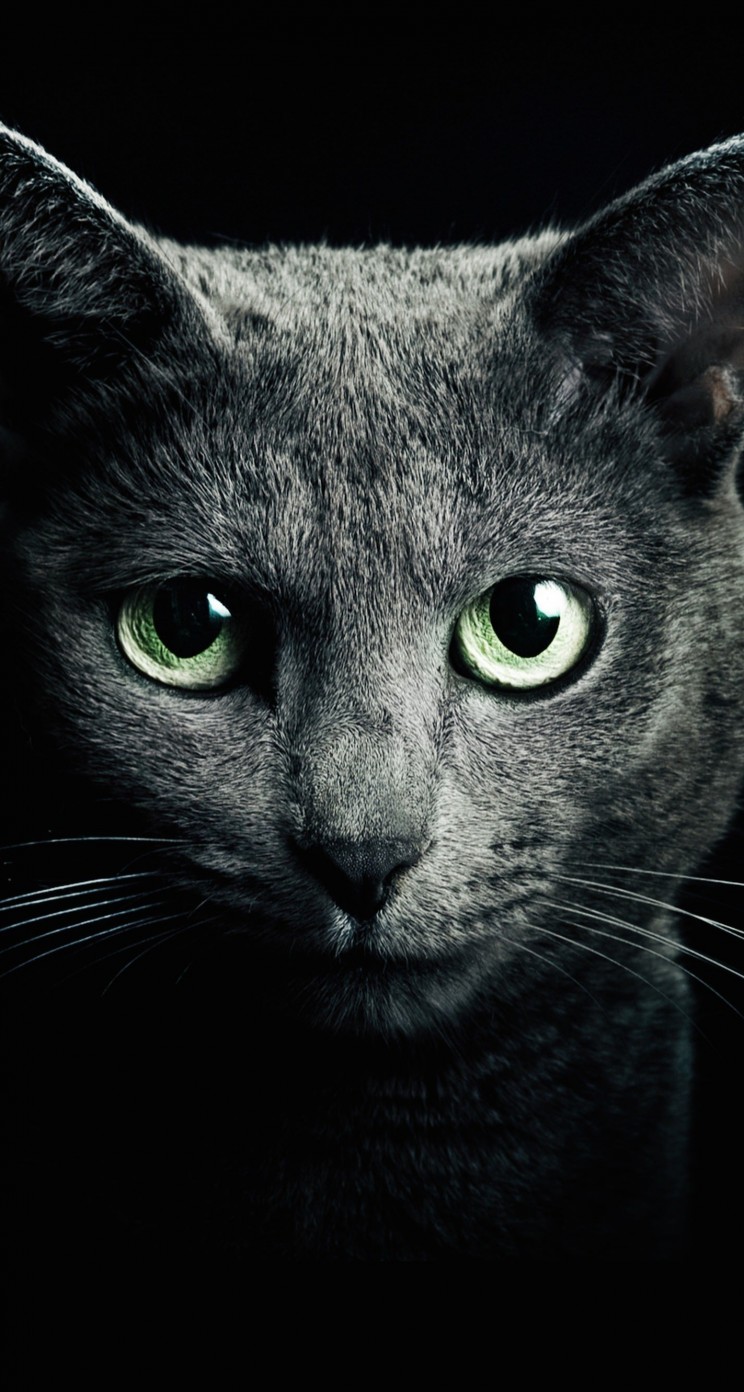 Russian Blue Cat Wallpaper for Apple iPhone 5 / 5s