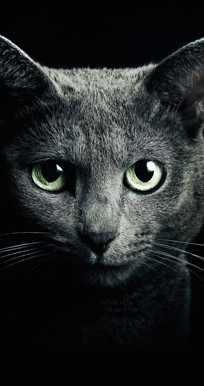 Russian Blue Cat Wallpaper for Apple iPhone 6 / 6s