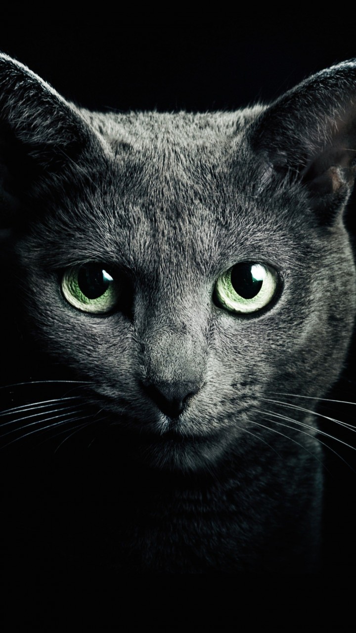 Russian Blue Cat Wallpaper for Lenovo A6000