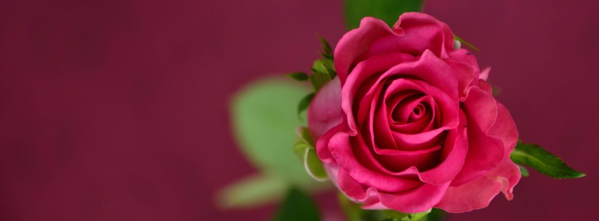 Single Pink Rose Wallpaper for Social Media Facebook Cover