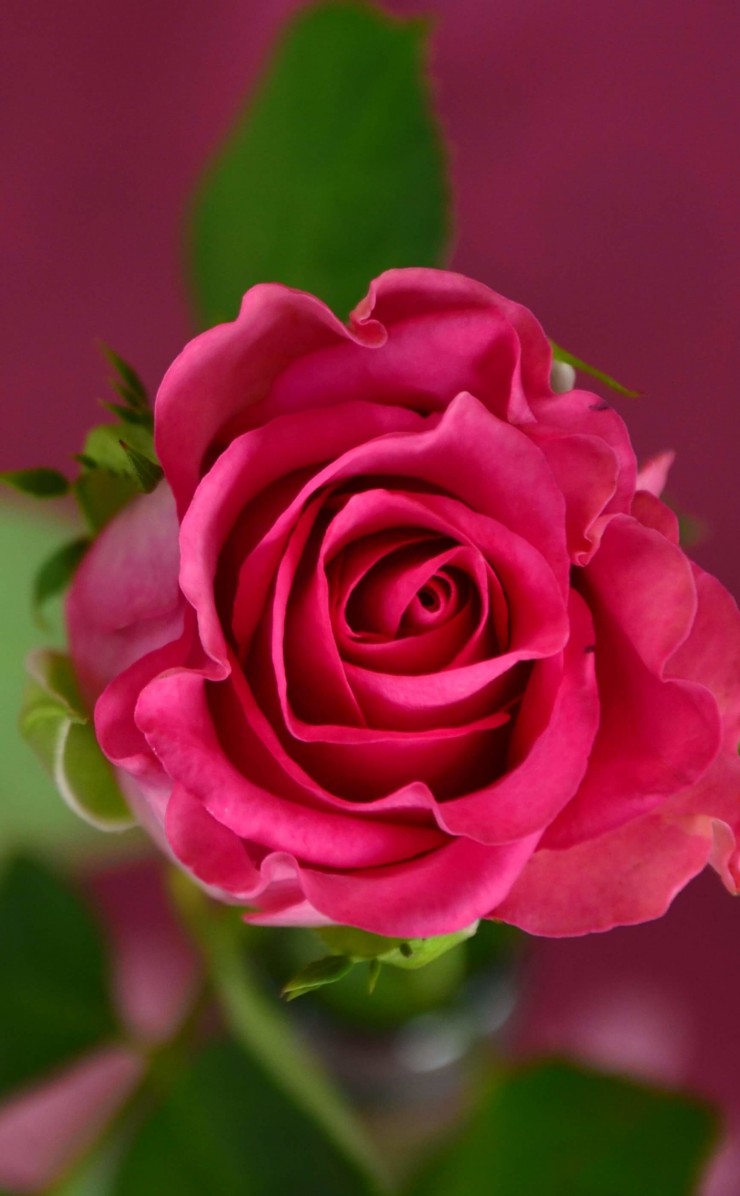 Single Pink Rose Wallpaper for Apple iPhone 4 / 4s