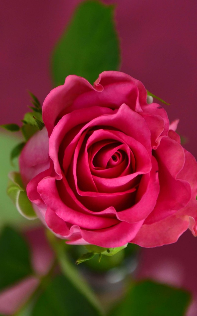 Single Pink Rose Wallpaper for Amazon Kindle Fire HD
