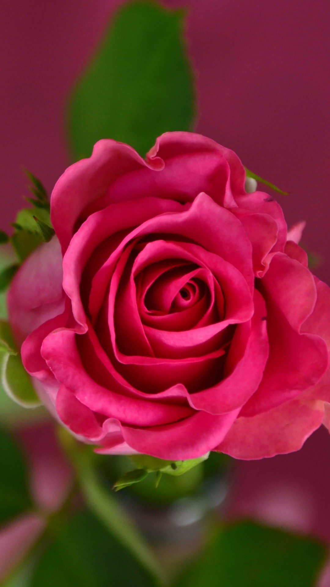 Single Pink Rose Wallpaper for SONY Xperia Z1