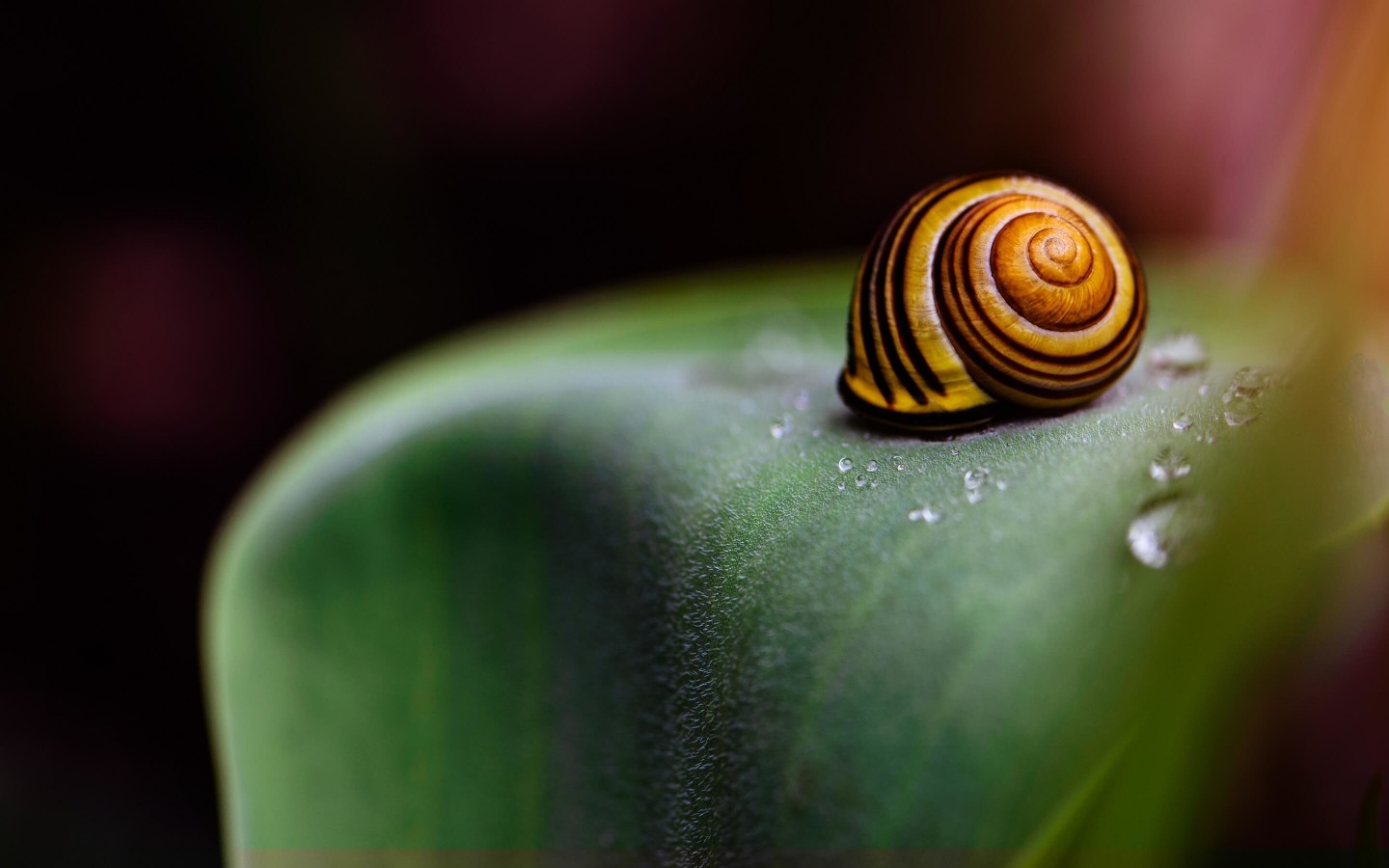 Snail Shell Wallpaper for Desktop 1440x900
