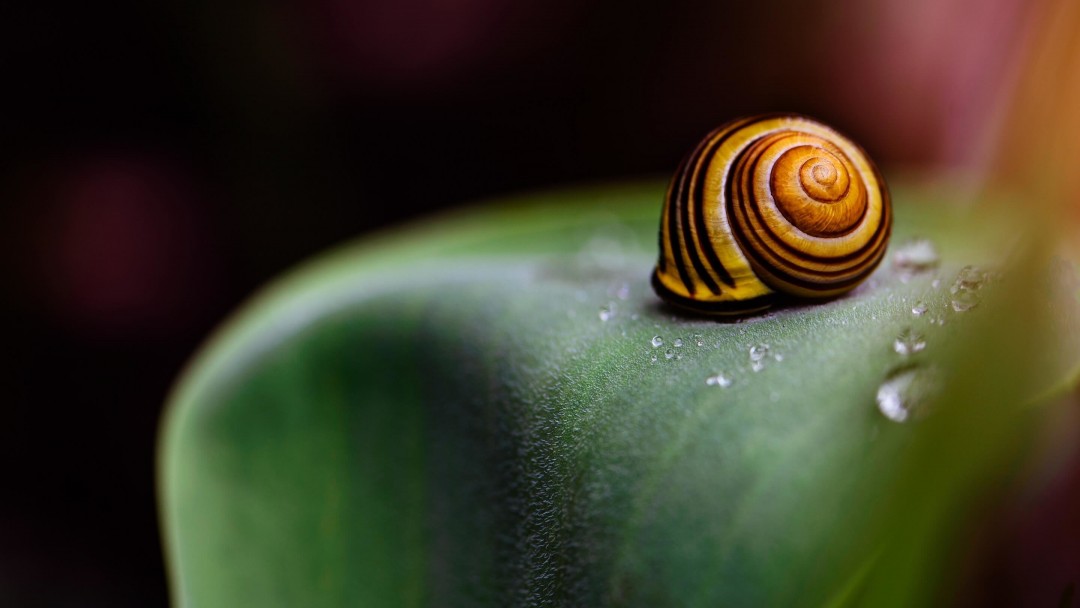Snail Shell Wallpaper for Social Media Google Plus Cover
