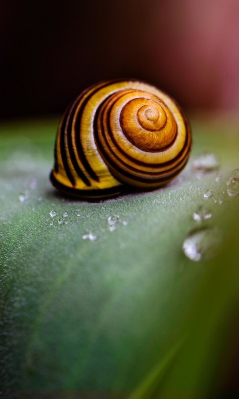 Snail Shell Wallpaper for HTC Desire HD