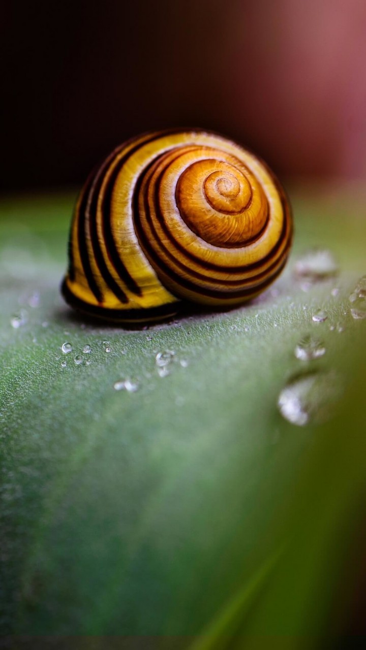 Snail Shell Wallpaper for HTC One X