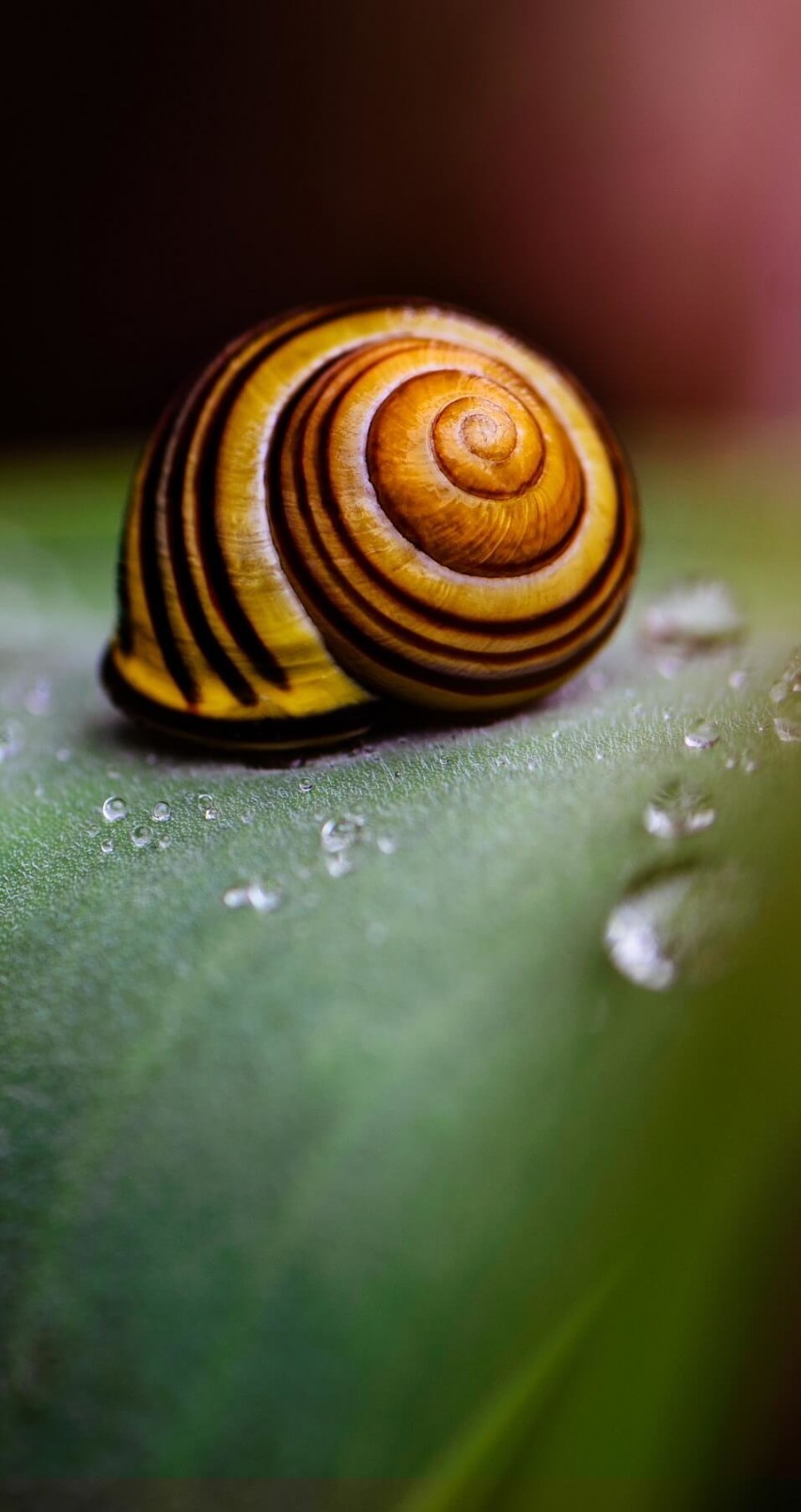 Snail Shell Wallpaper for Apple iPhone 6 / 6s