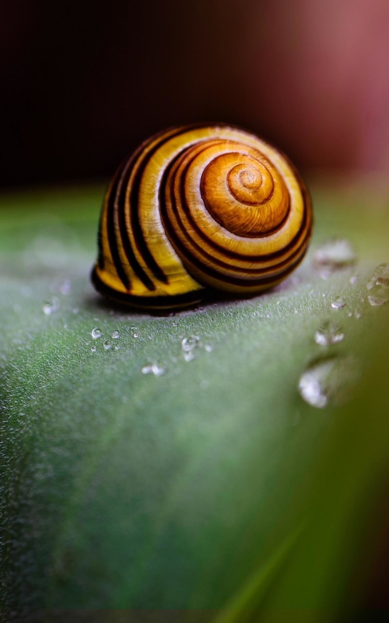 Snail Shell Wallpaper for Amazon Kindle Fire HD