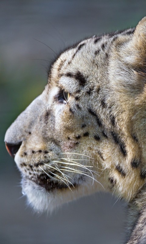 Snow Leopard Face Profile Wallpaper for SAMSUNG Galaxy S3 Mini