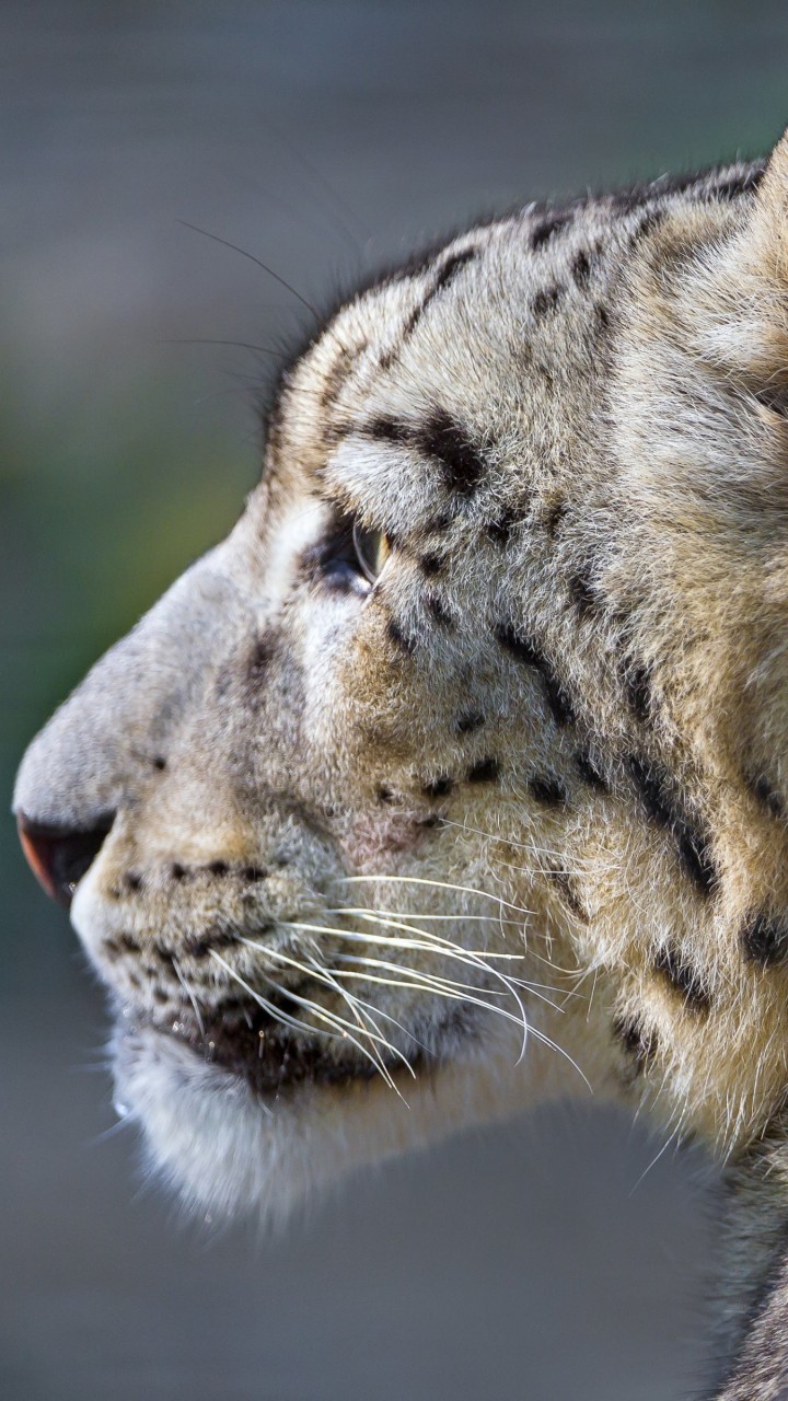 Snow Leopard Face Profile Wallpaper for SAMSUNG Galaxy S5 Mini