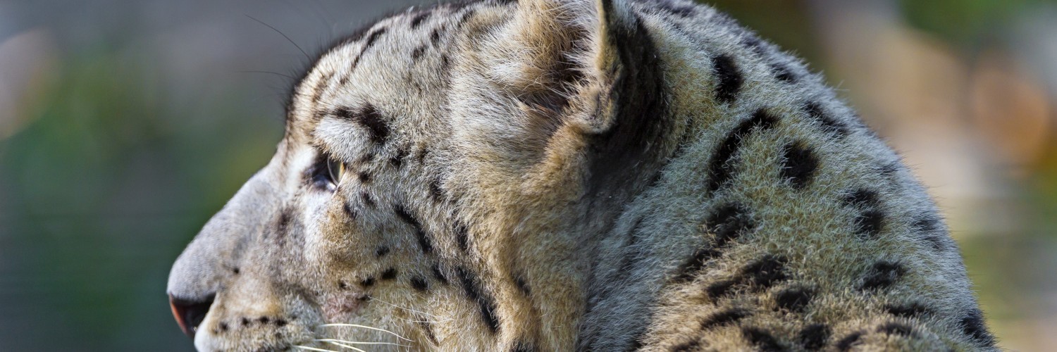 Snow Leopard Face Profile Wallpaper for Social Media Twitter Header