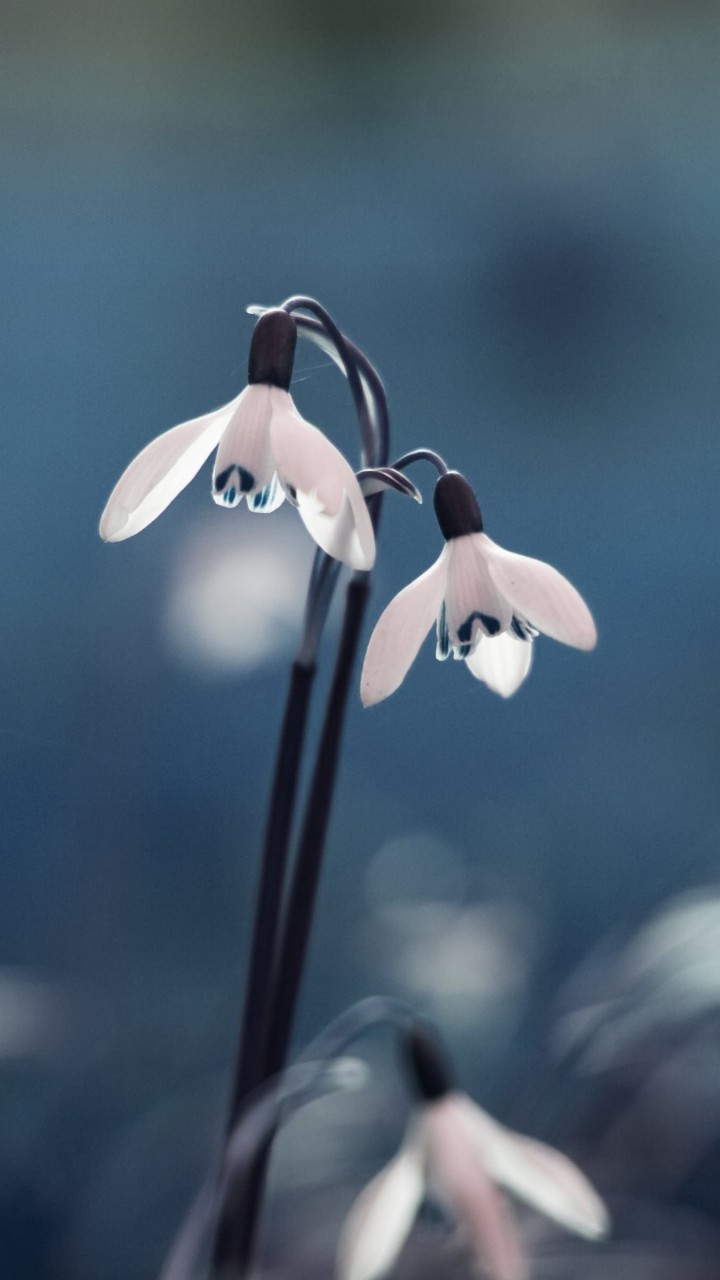 Snowdrop "Galanthus" Wallpaper for HTC One mini