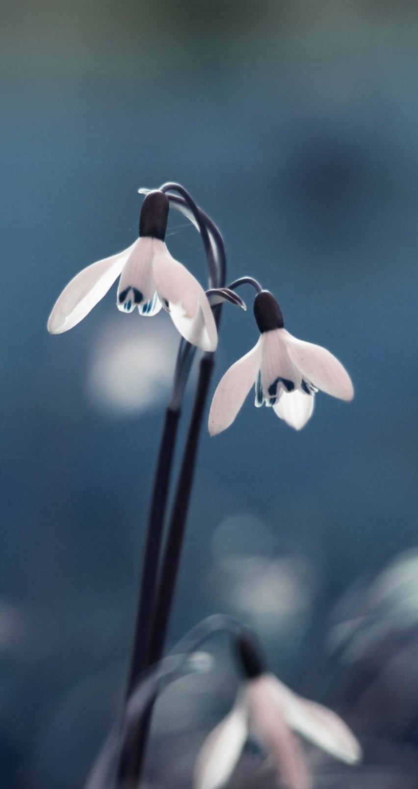 Snowdrop "Galanthus" Wallpaper for Apple iPhone 6 / 6s